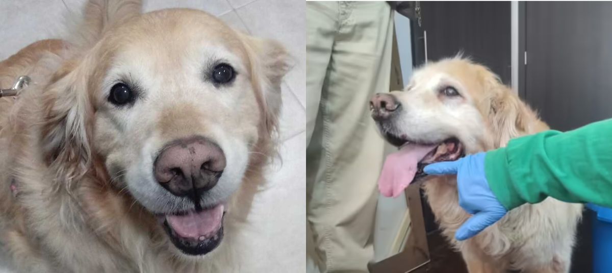 Samanta, la perrita que fue agredida en conjunto de Usaquén