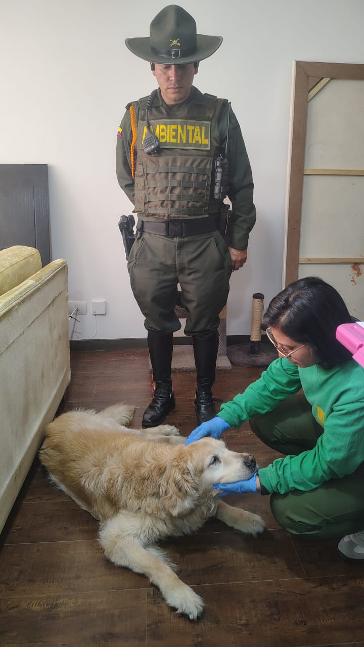 Samantha, perrita de raza Golden Retriever.