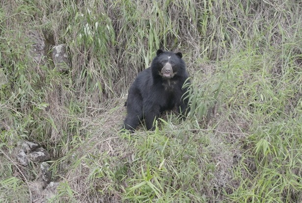Cuatro ejemplares de oso andino han sido avistados en una vereda de Labranzagrande, Boyacá.