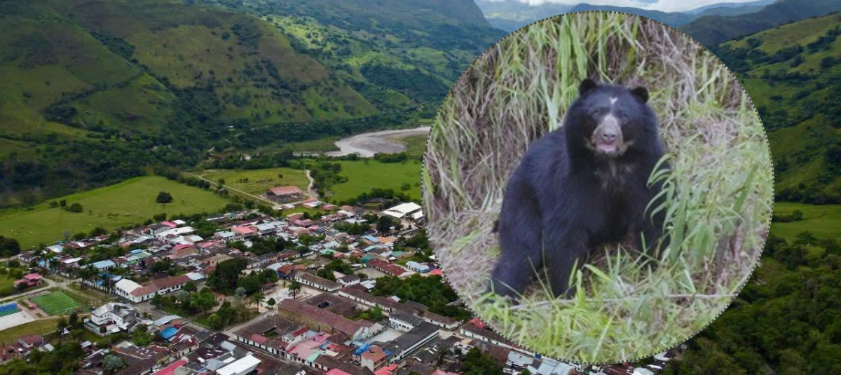 Cuatro ejemplares de oso andino han sido avistados en una vereda de Labranzagrande, Boyacá.
