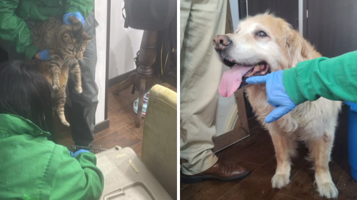 Rescate de gatitos por maltrato animal en Bogotá.