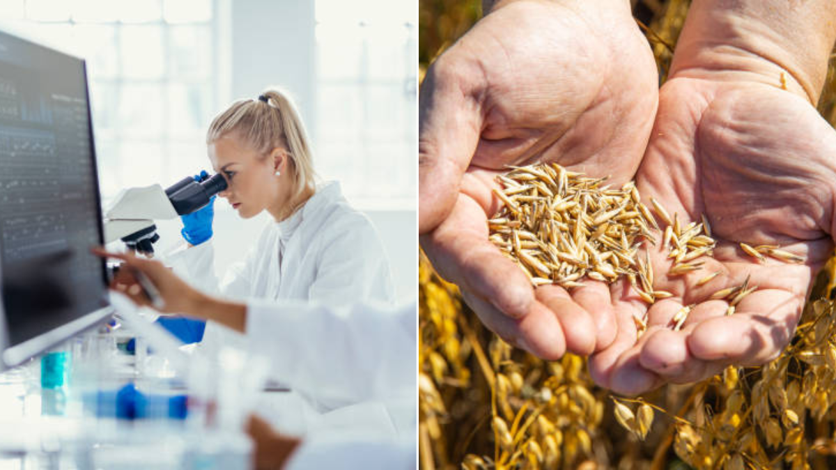 Científicos descifran el genoma completo de la avena