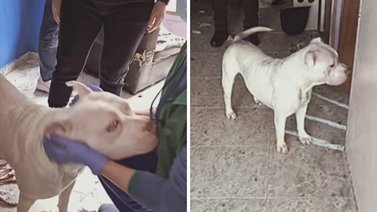 Nuevo caso de maltrato animal en Bogotá.