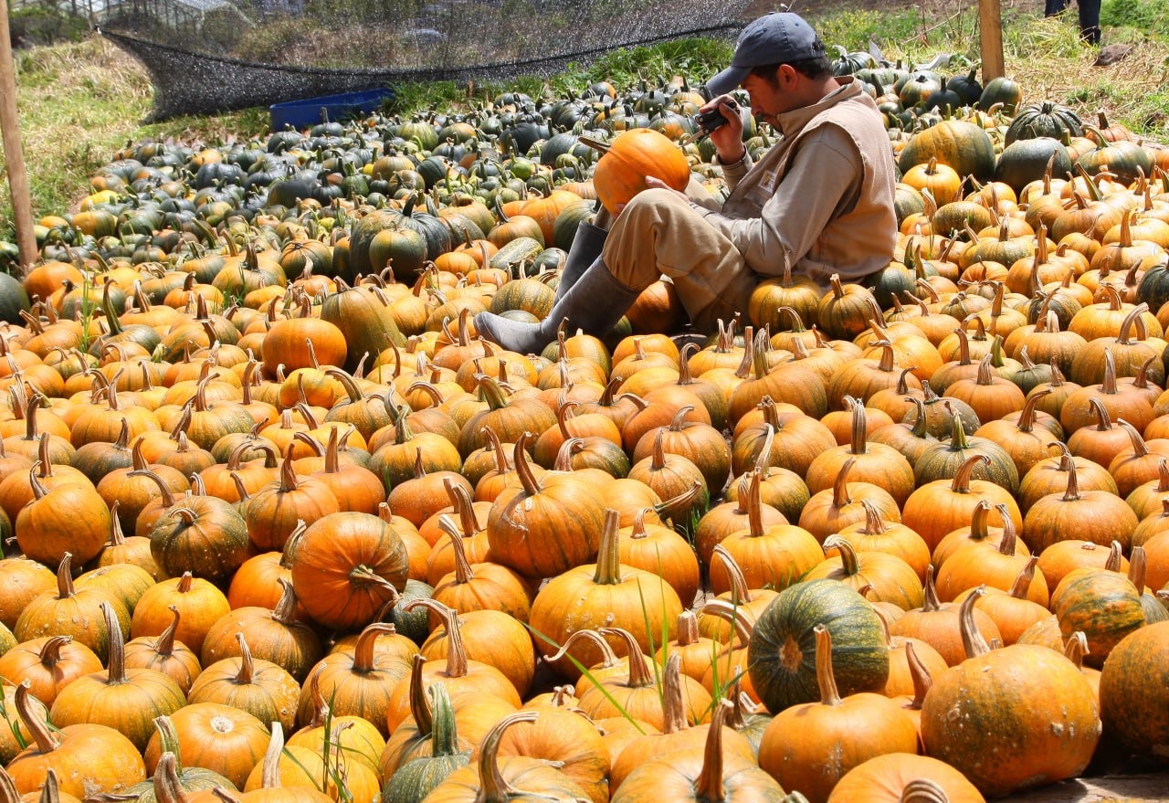 Nuevo Colón, el pueblo colombiano de las calabazas de Halloween.