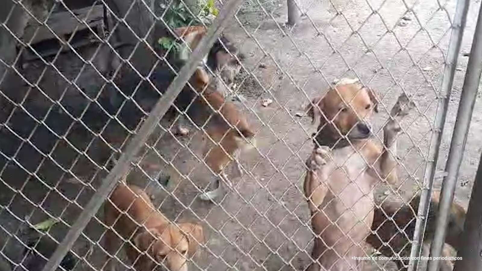 Maltrato animal en Cali