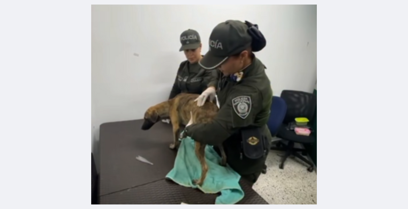 El perrito con el cual llegó el hombre señalado de la golpiza brutal a un animal similar.