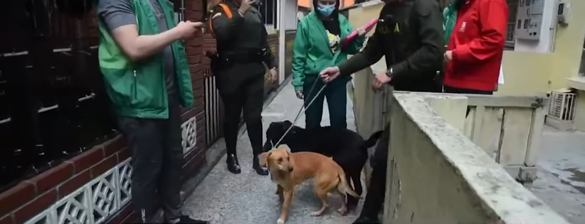 Los propietarios accedieron a entregar voluntariamente a los animales.