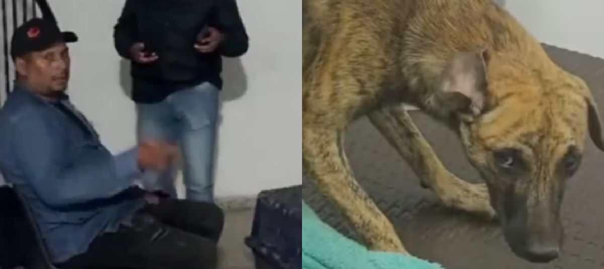 Maltrato animal en Bolívar. Hombre atropelló a su mascota. Ahora fue dejado en libertad en Antioquia.