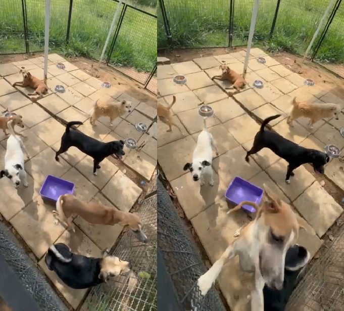 Animales en la Unidad Bienestar Animal