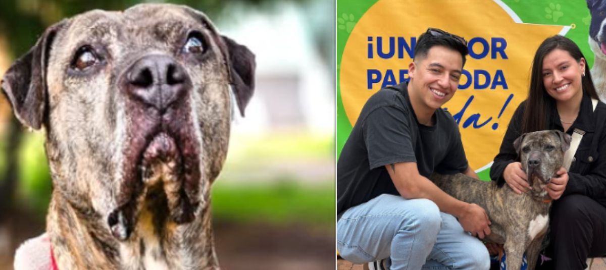 Perros