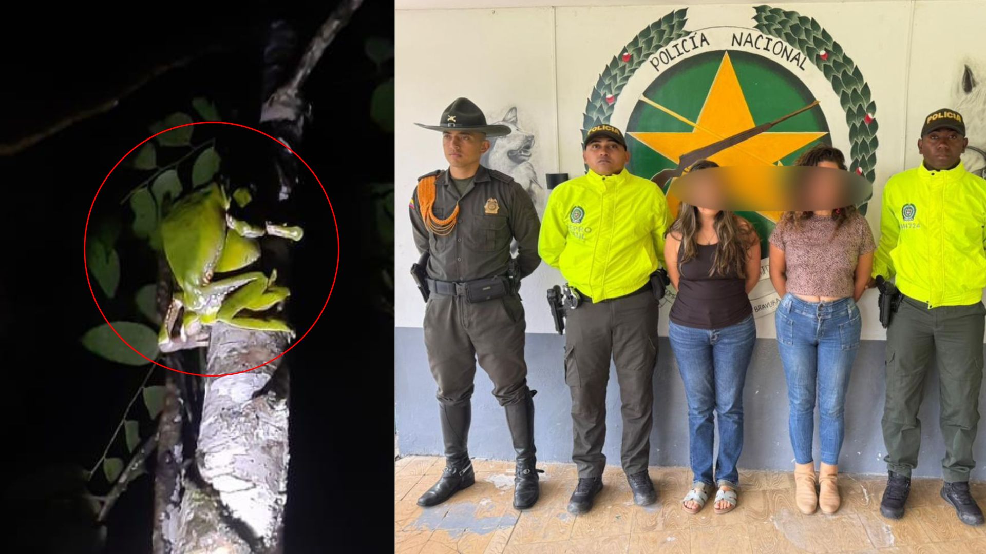 Una de las ranas cuando iba a ser capturada.