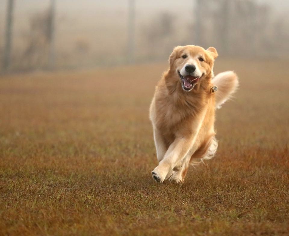 golden retriever