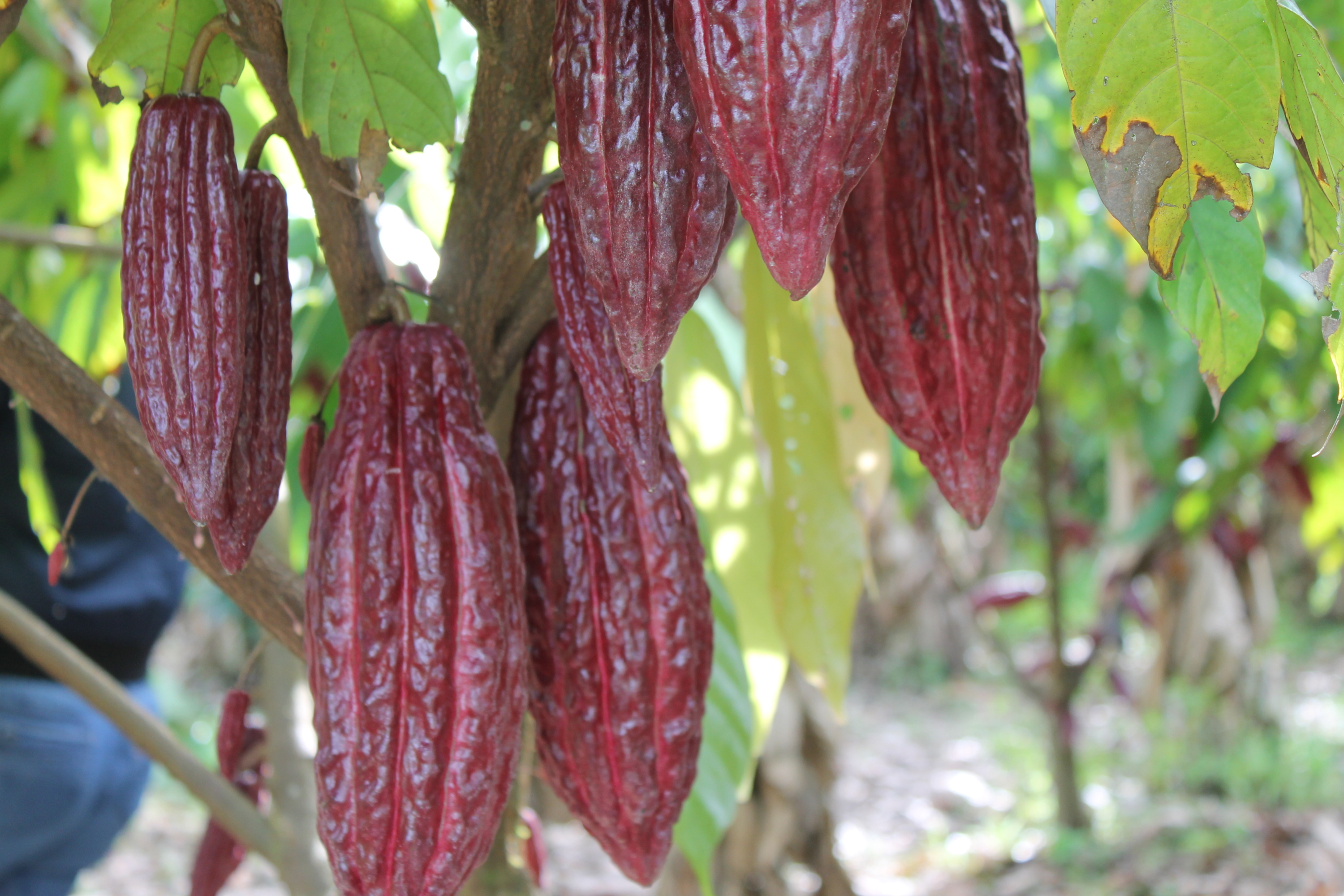 Fruto de Cacao