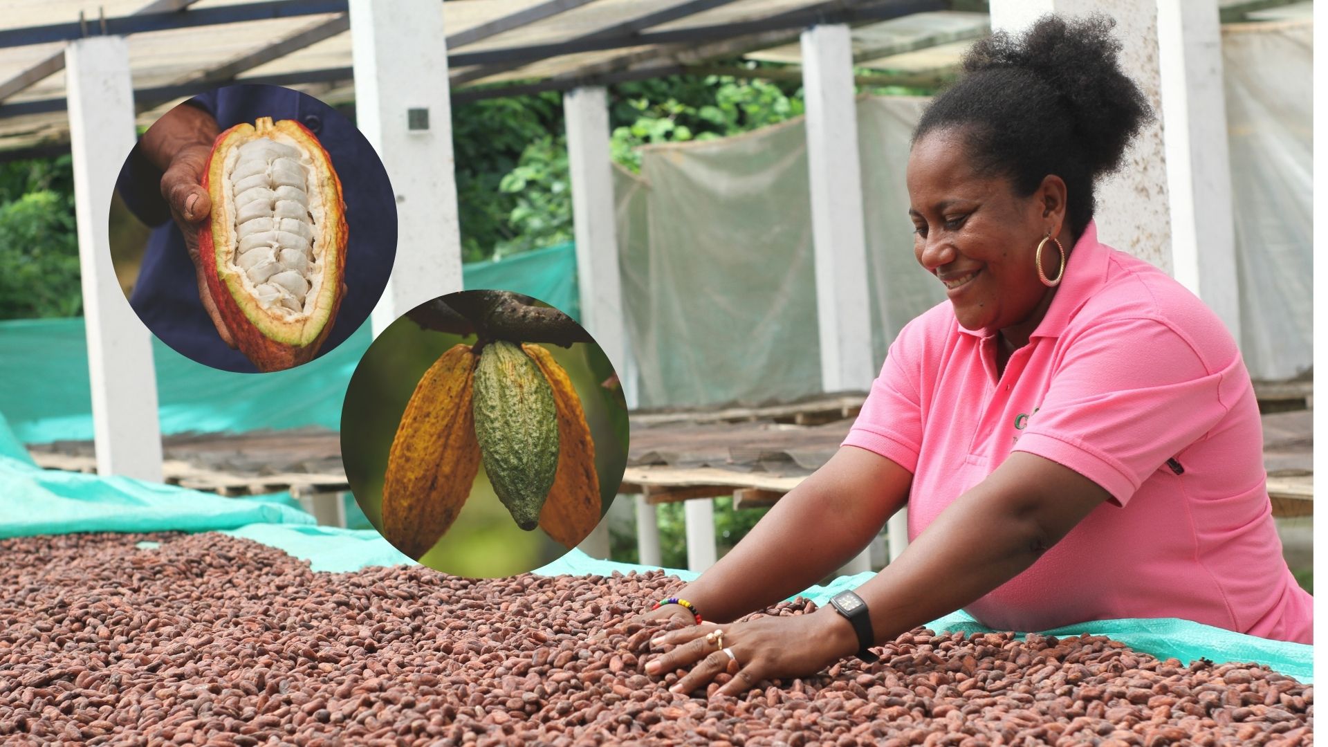 Ayuda en Acción apoya la iniciativa 'Cacao para la paz' ​​en zonas afectadas por el conflicto en Cauca y Nariño