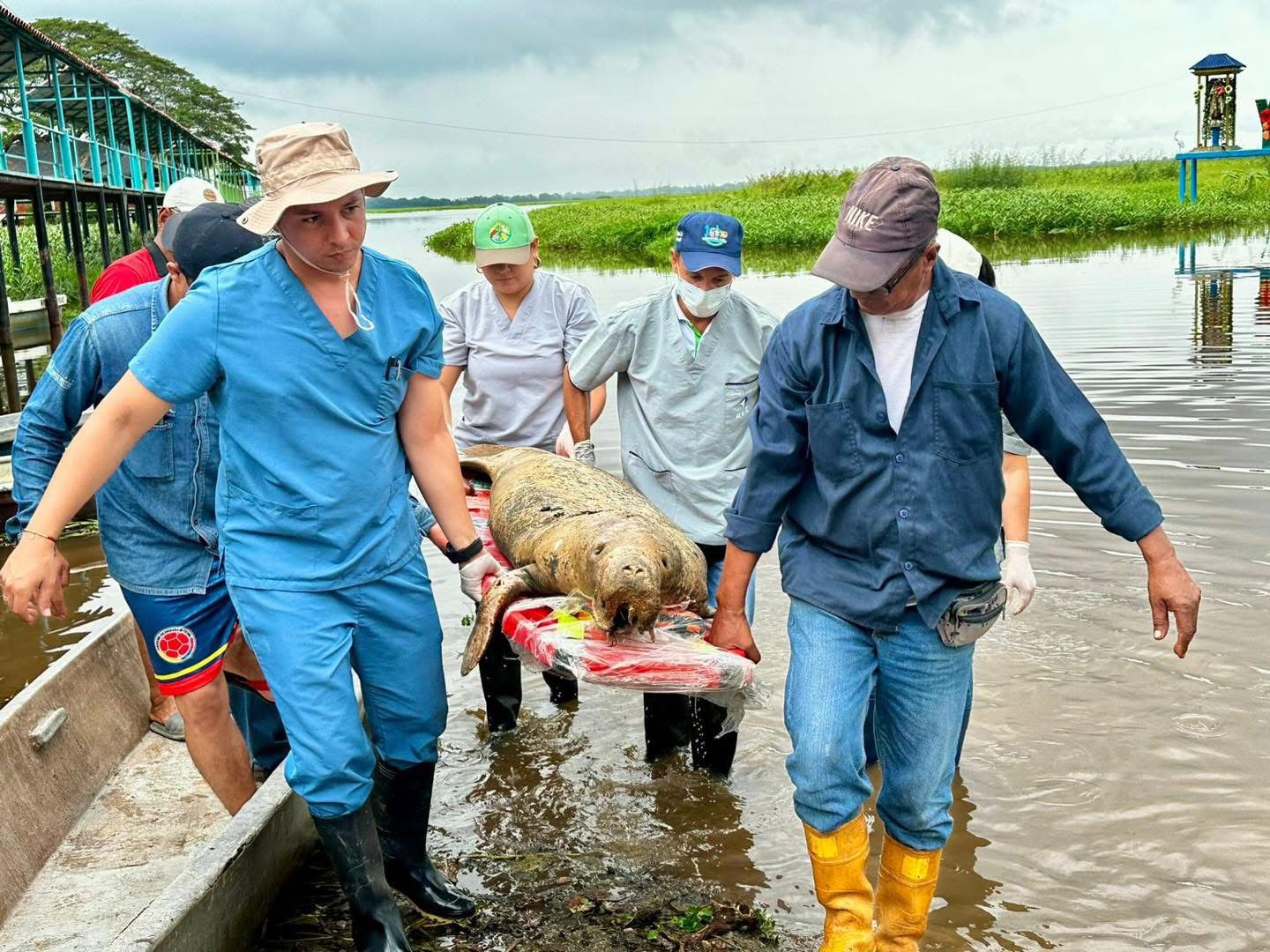 Manatí muerto en El Llanito