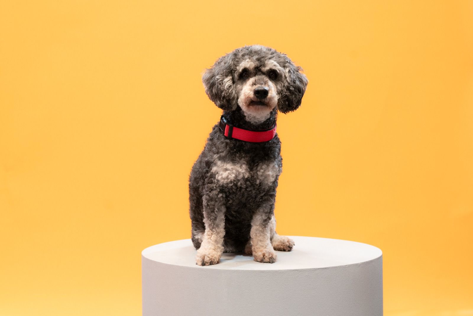 Perros callejeros en Colombia se recuperan y buscan hogar tras iniciativa colectiva de bienestar animal