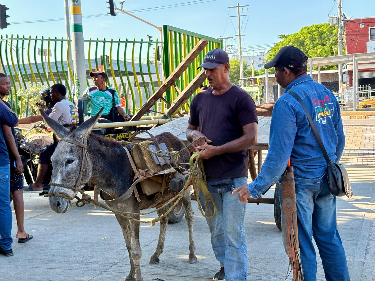Carromuleros de Cartagena entregan los caballos