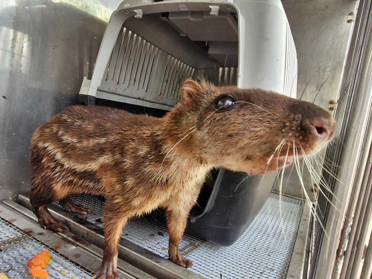 CAR frena tráfico ilegal de borugos que serían vendidos como carne en Navidad