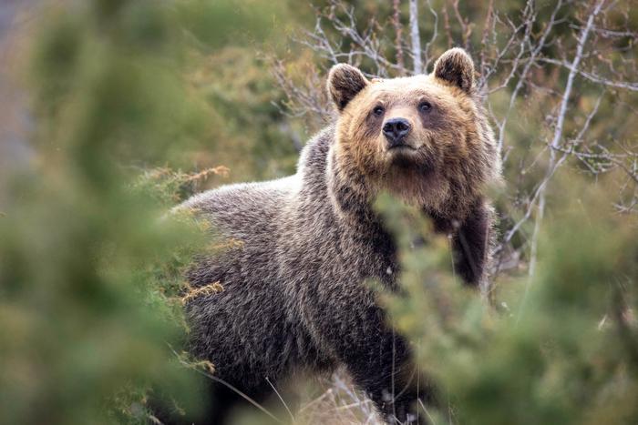 Oso pardo de los Apeninos