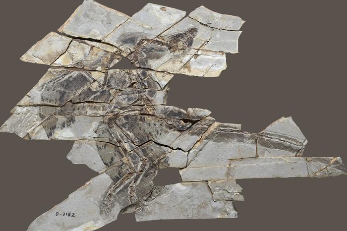 Fósiles de Anchiornis