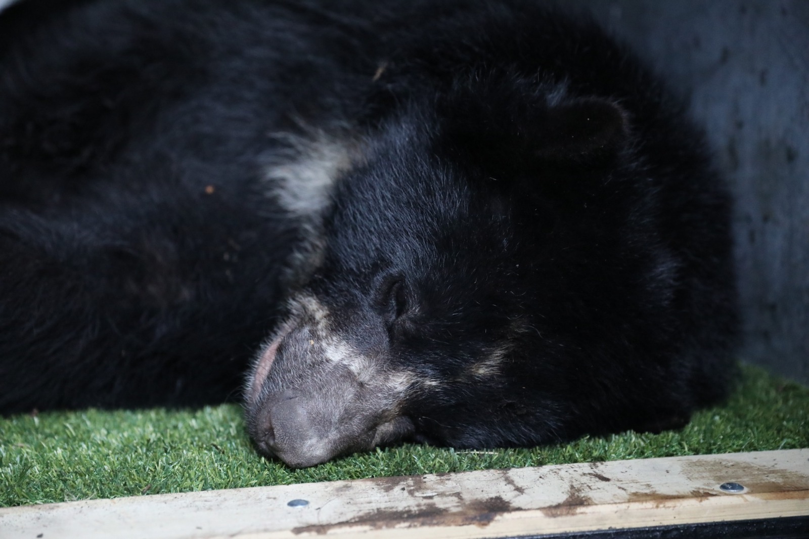 El oso andino Tamá estaba equipado con un collar satelital.