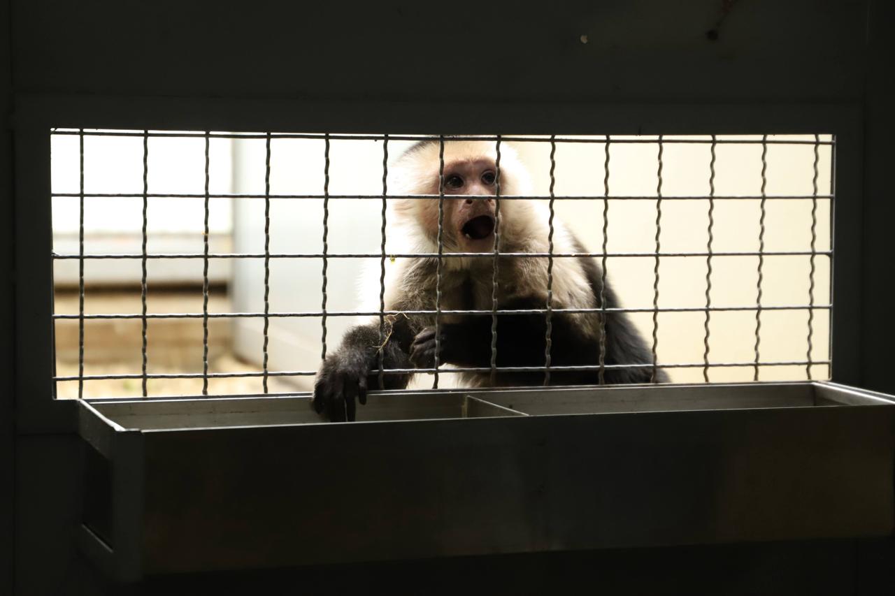 Bogotá refuerza el llamado a denunciar el tráfico ilegal de fauna y flora durante la temporada navideña