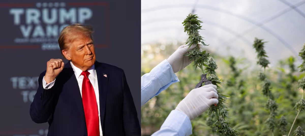 Donald Trump Marihuana