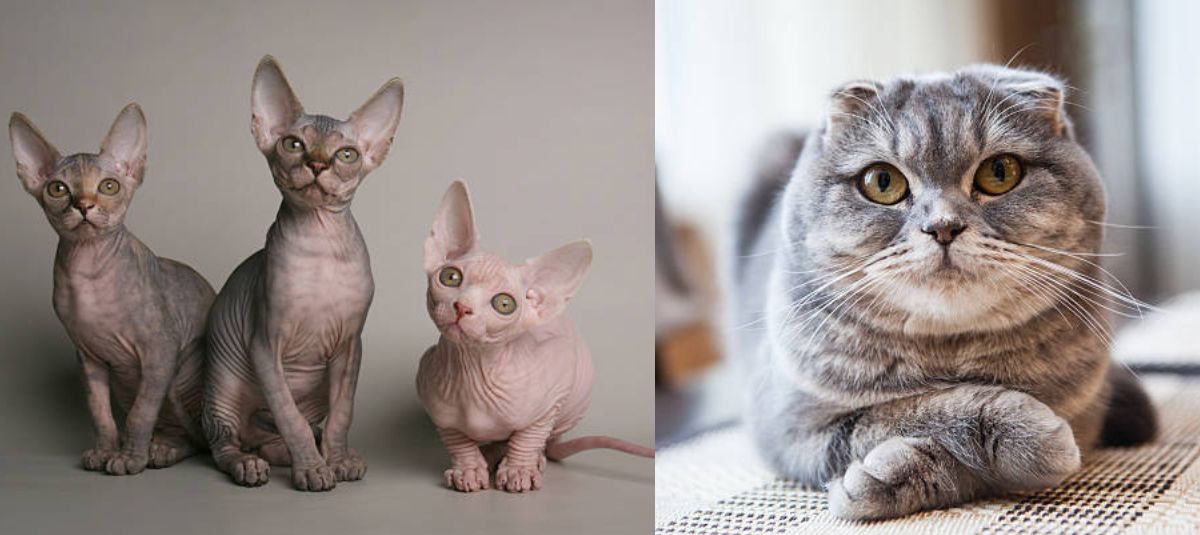 gatos