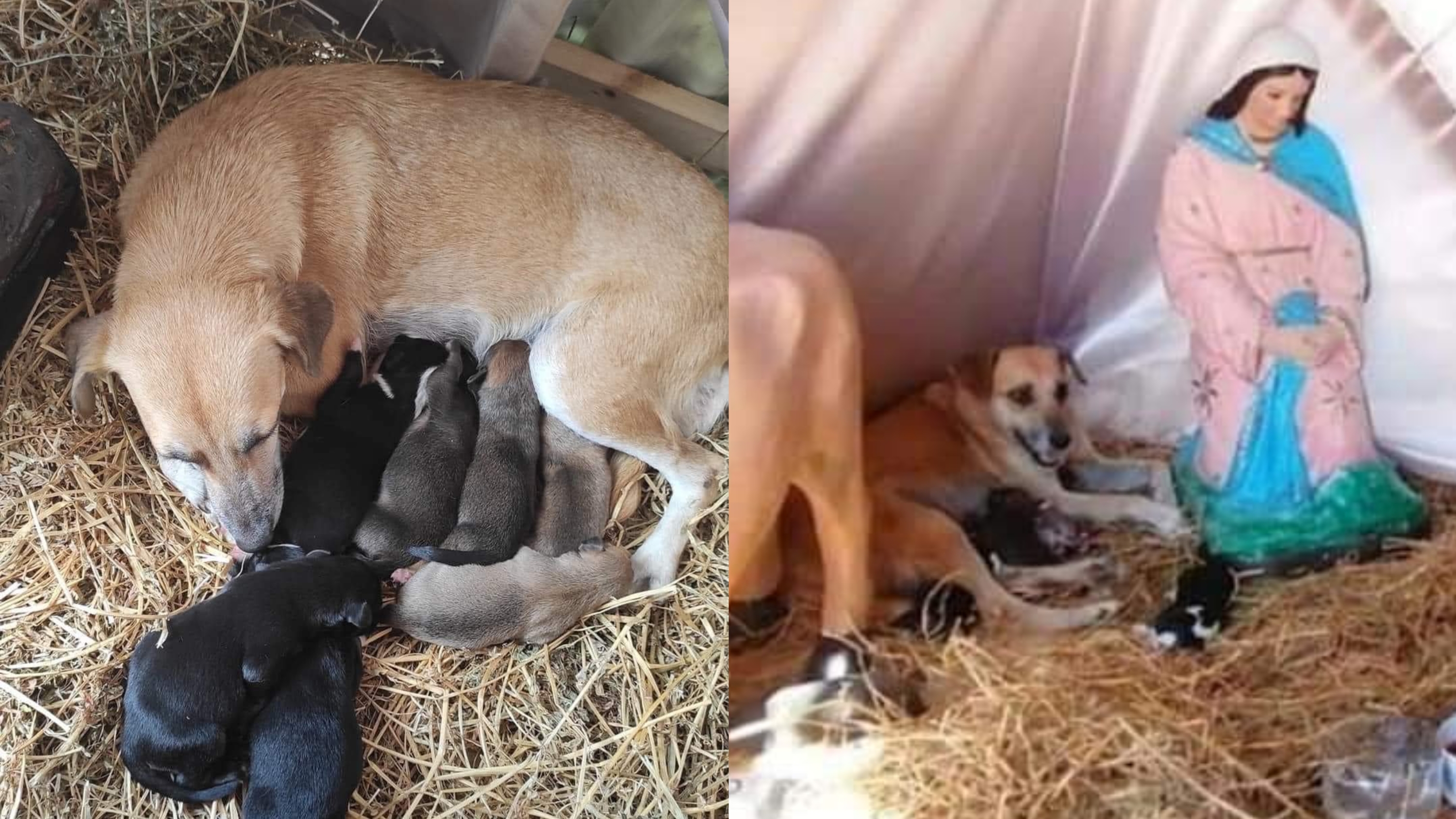 Perrita callejera tuvo sus crías en un pesebre