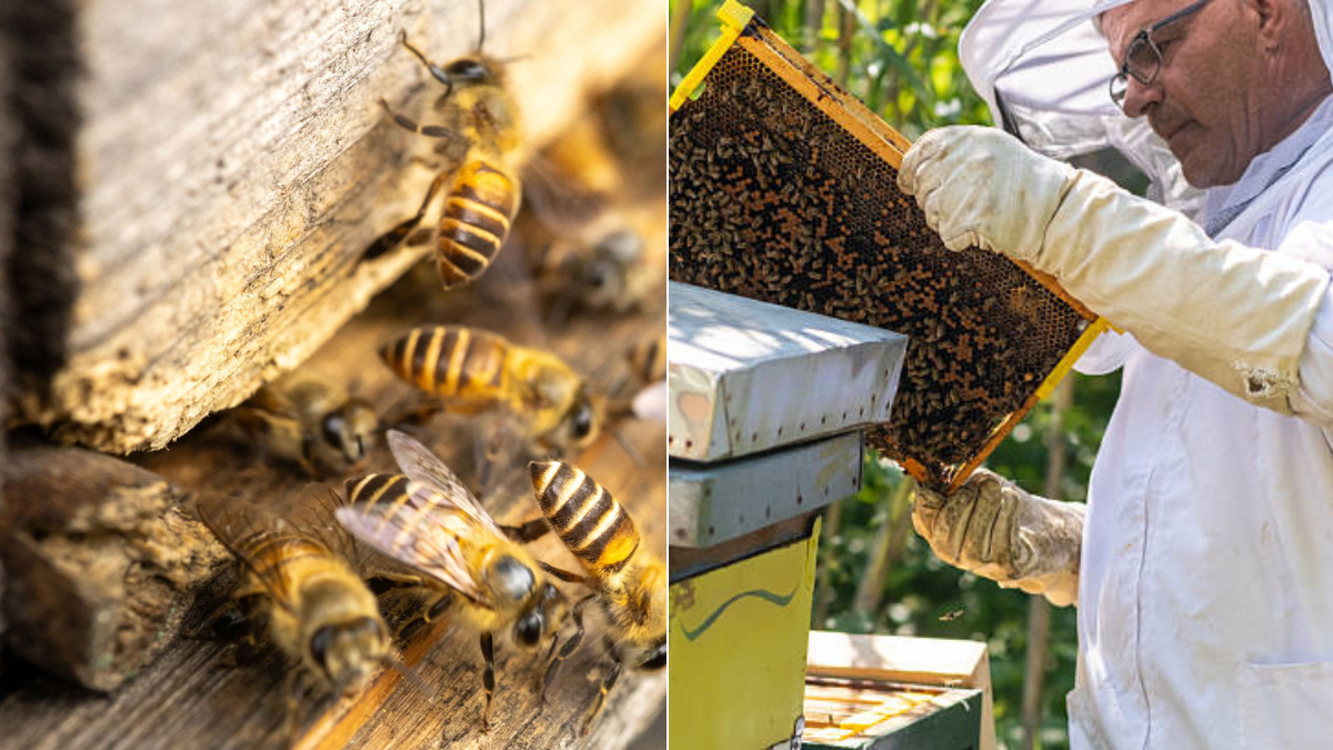 Enjambre de abejas