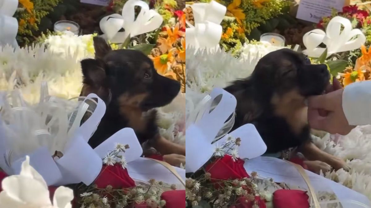 Mascota de una de las víctimas de la tragedia del Liceo Antioqueño de Bello