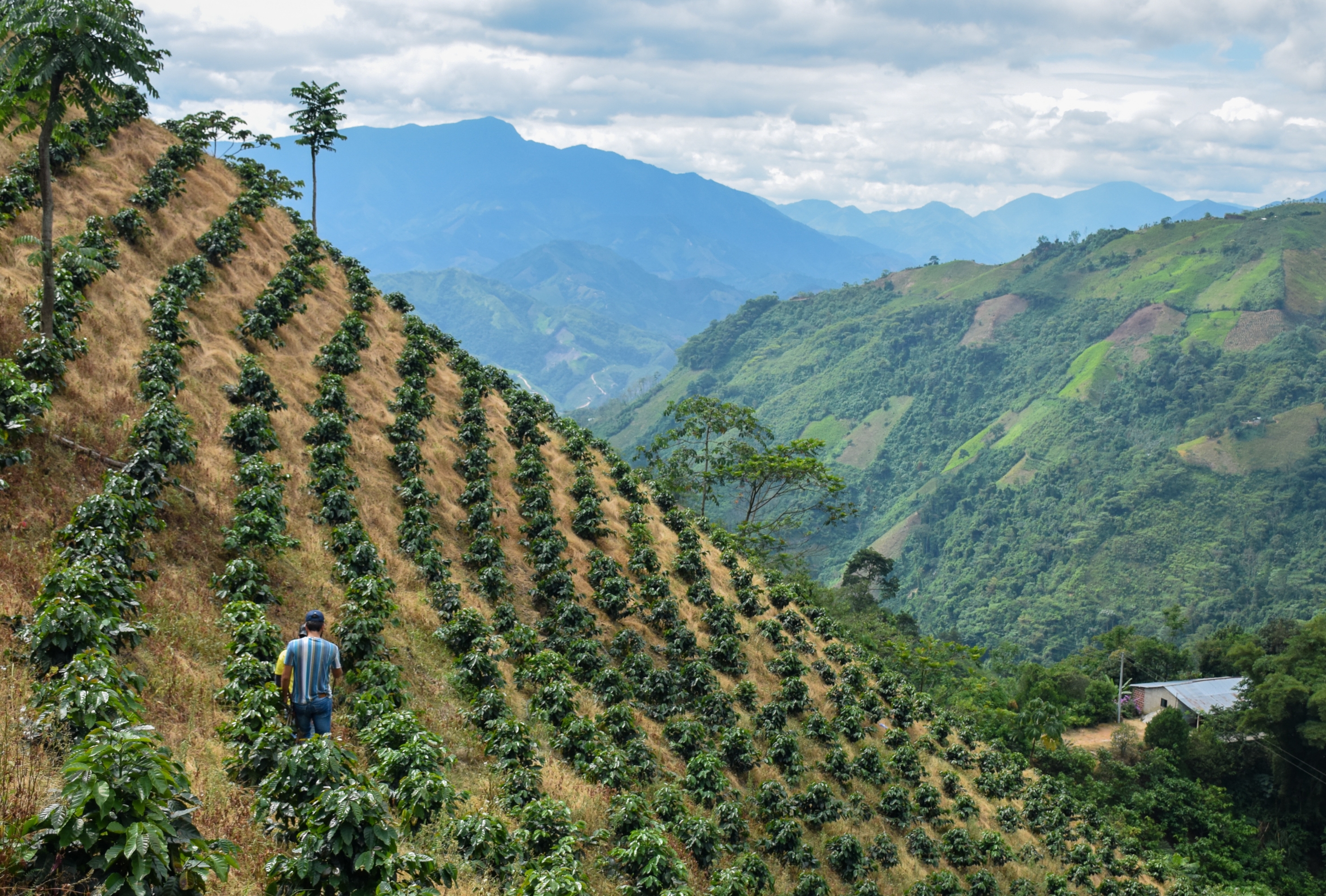 Cultivos de café en el Catatumbo