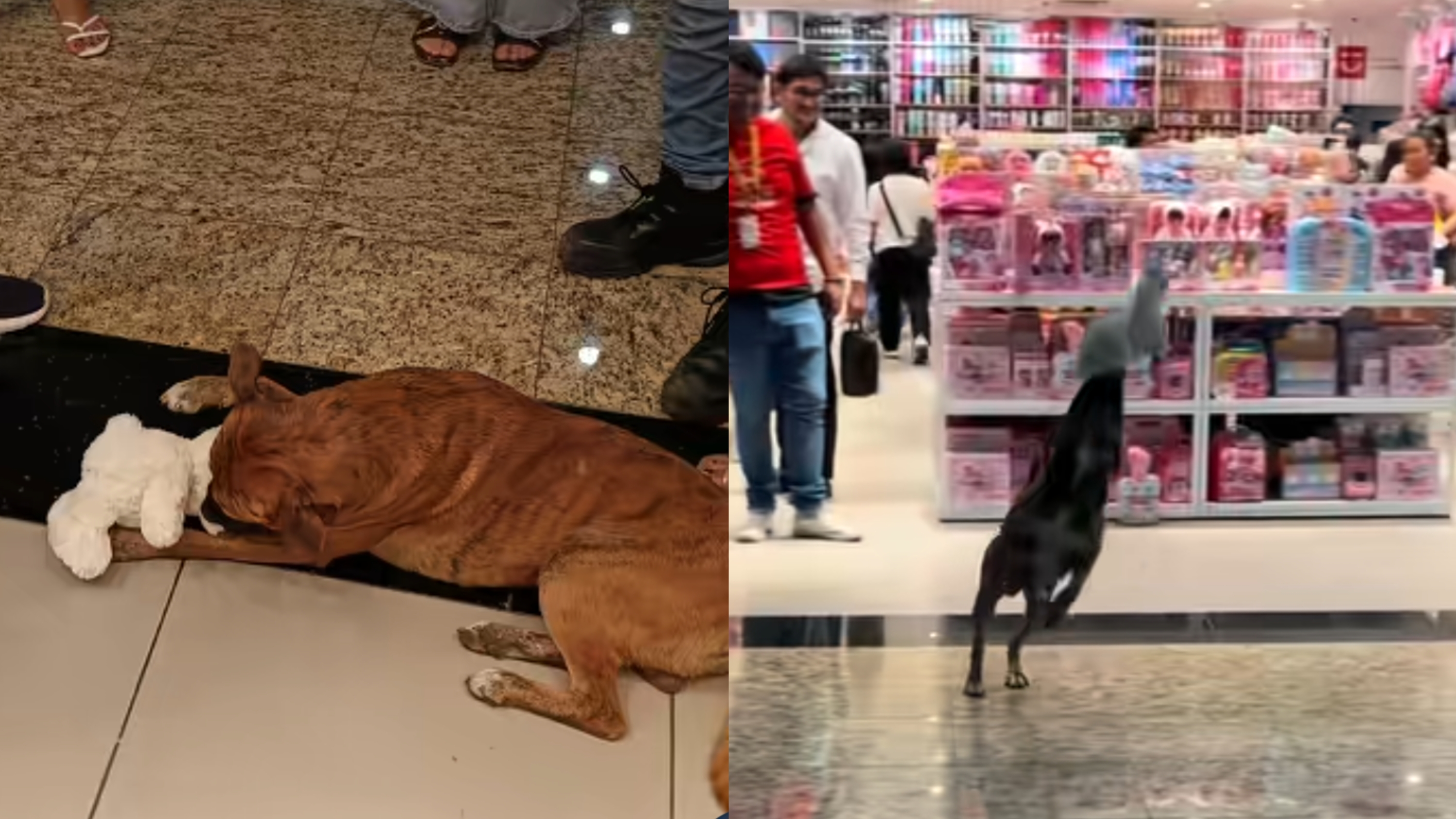 Perrito se robó un peluche del Miniso