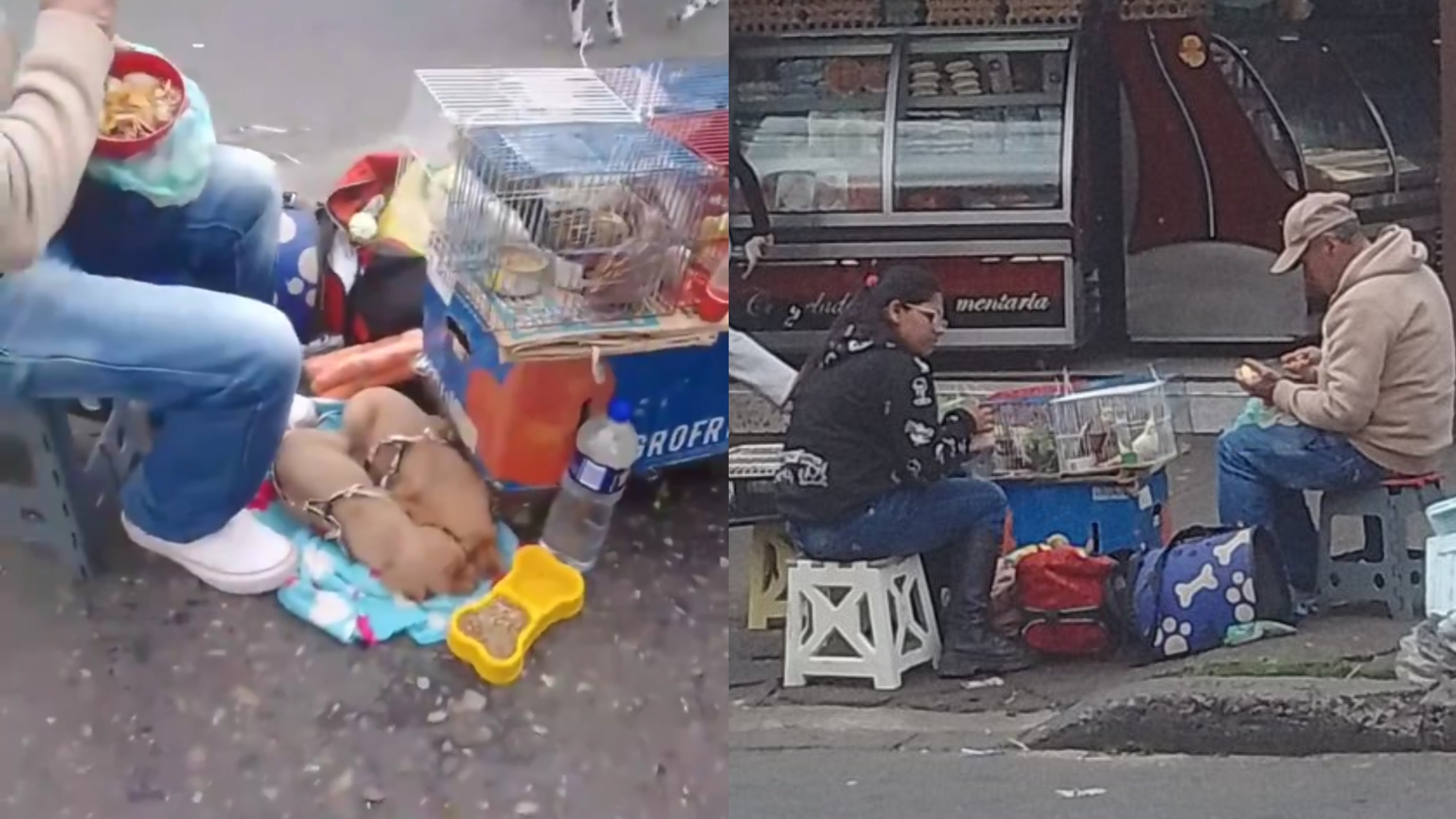 Venta ilegal de animales en Bogotá