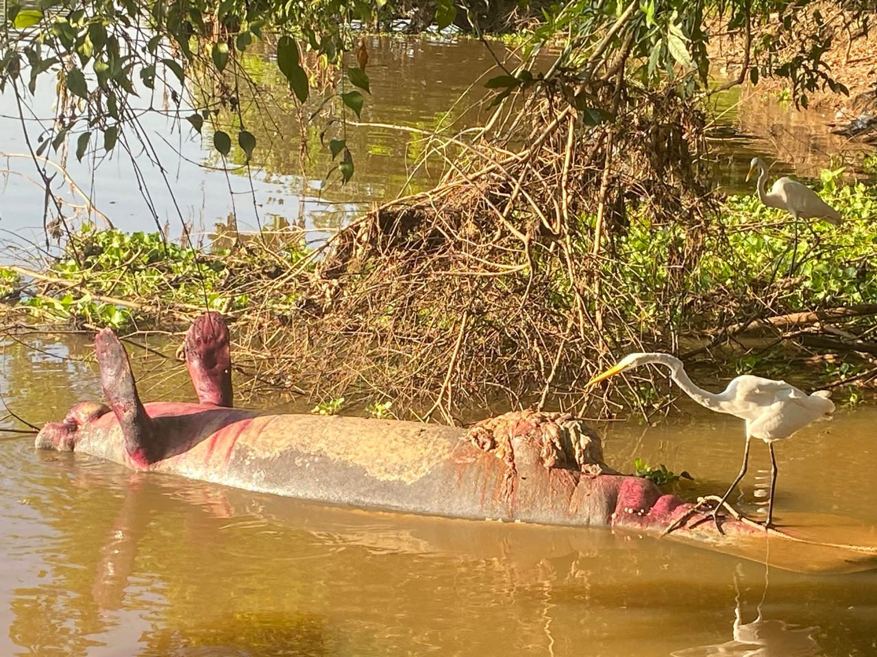 Manatí hembra muerta en El Llanito