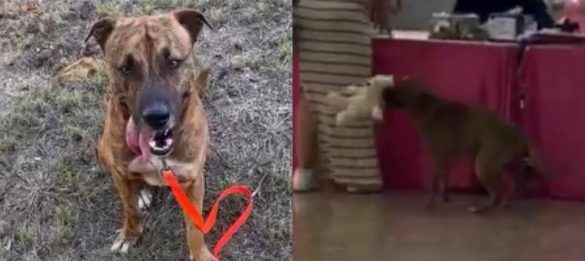 Perro callejero