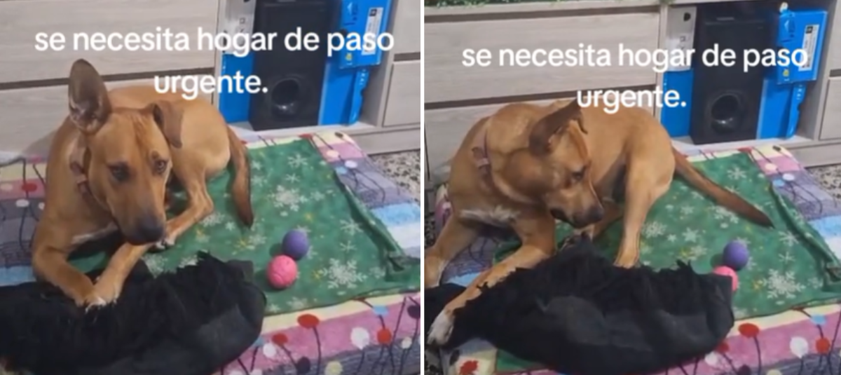 Perrita