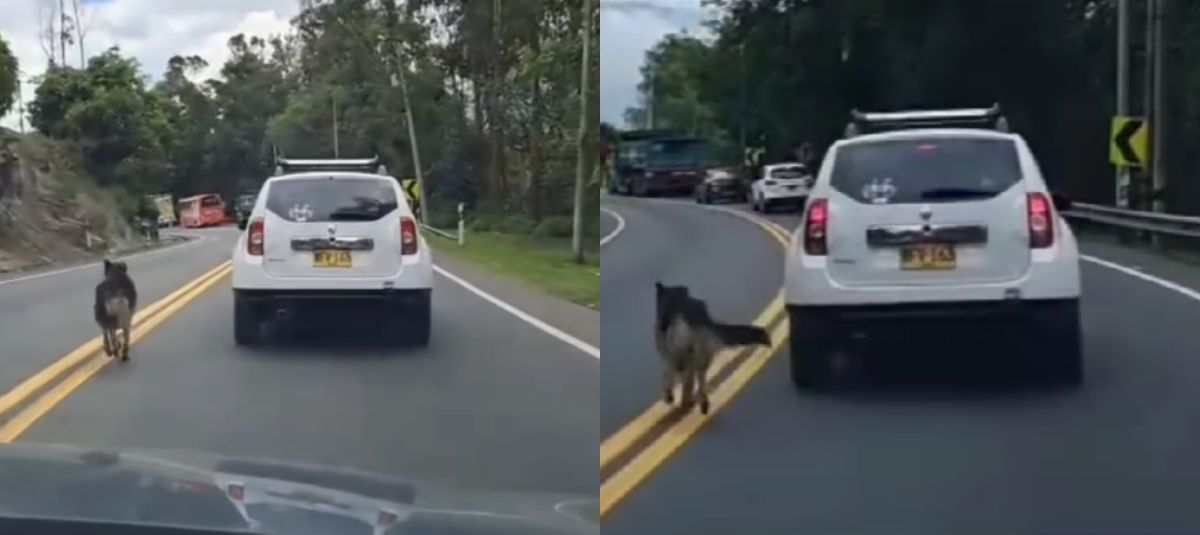 Perrito abandonado en la vía Bogotá - Villavicencio.