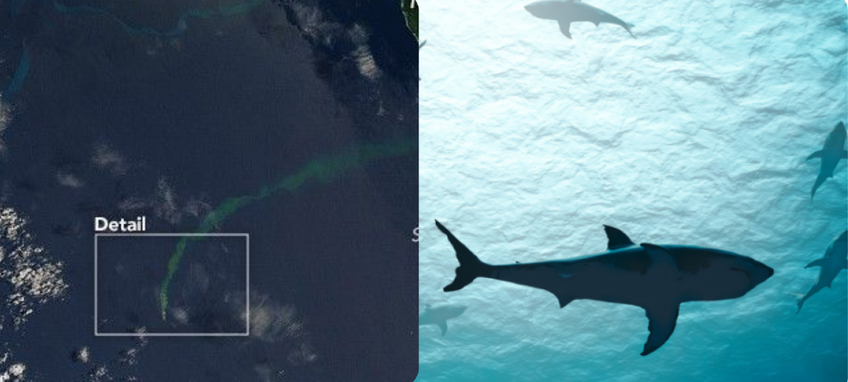 tiburones