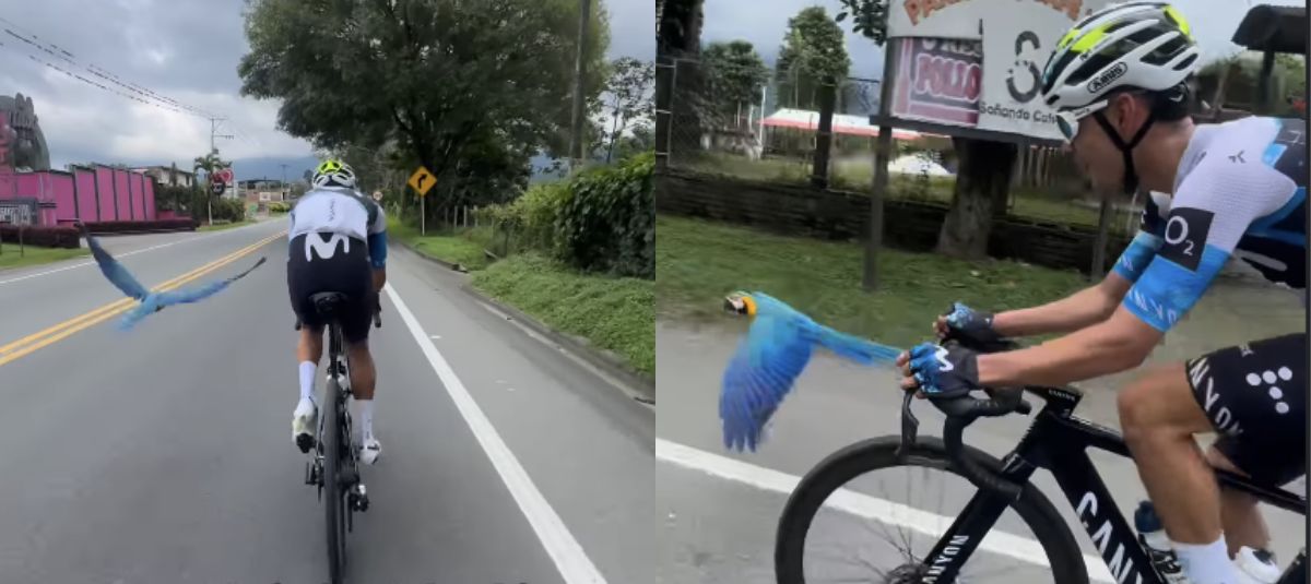Guacamaya escoltaba a Diego Pescador en carretera del Quindío.