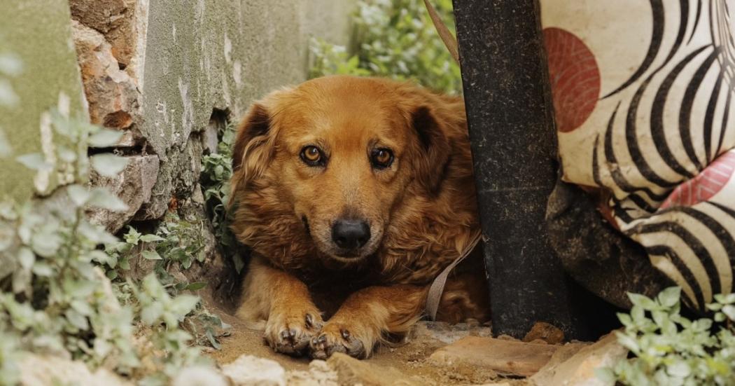 Animales afectados por pólvora en Bogotá