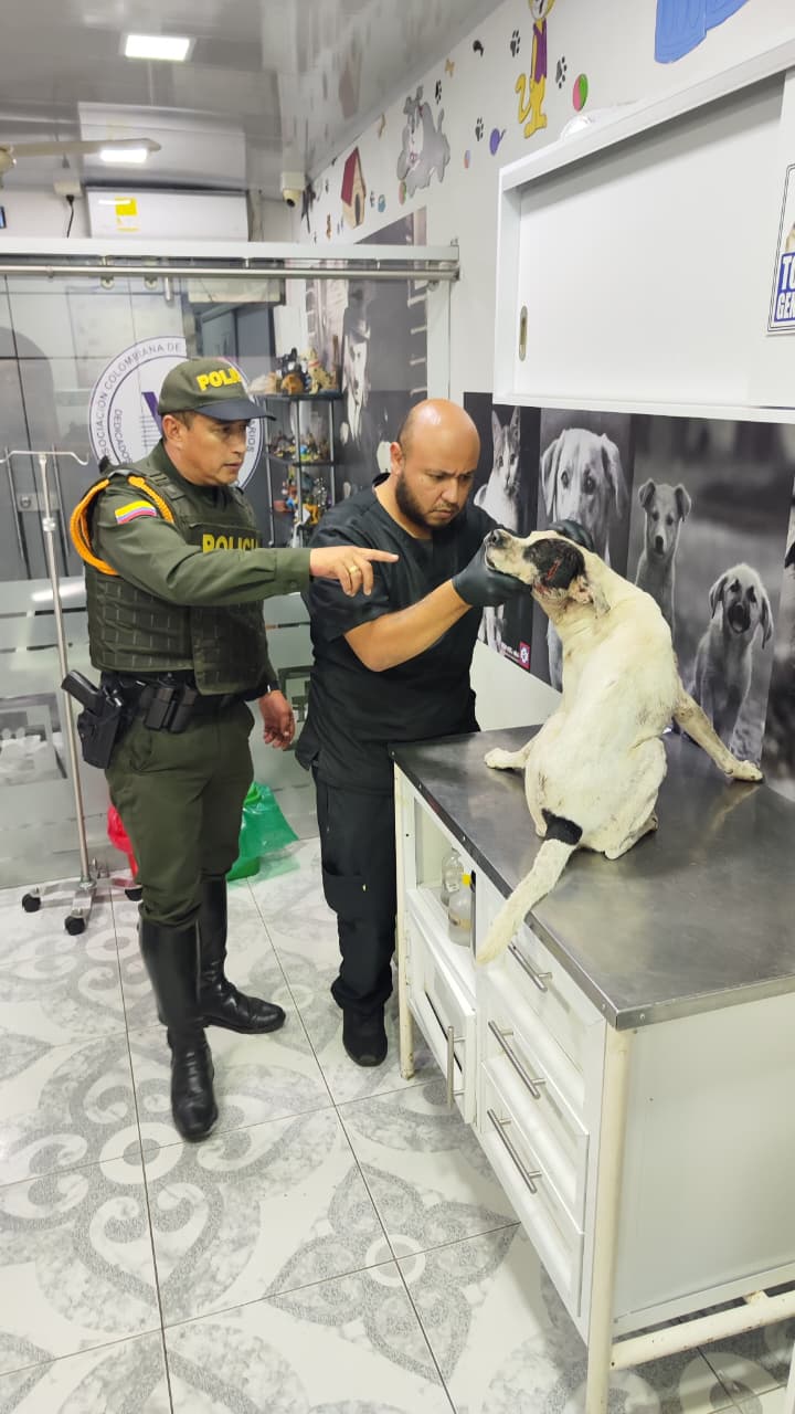 Niño, perro maltratado en Barrancabermeja
