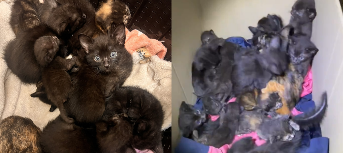 Gatitos
