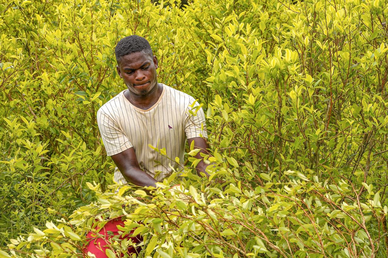 Arazi İade Birimi'nin raporuna göre bunlar Kolombiya'da en sık görülen mülksüzleştirme türleri.