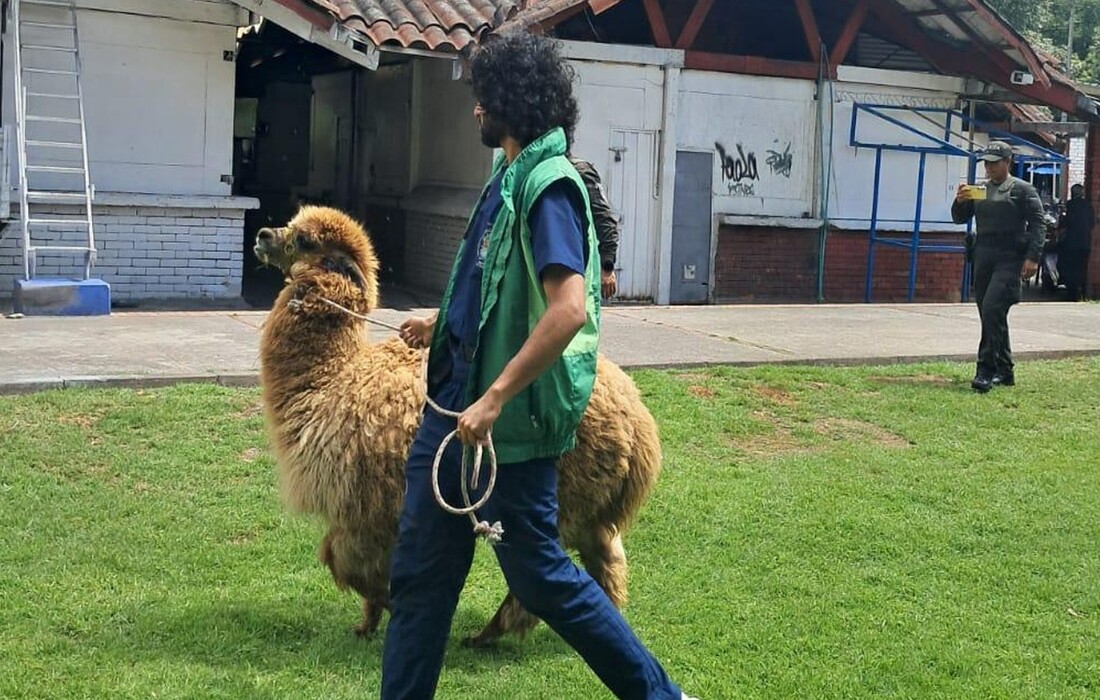 Alpaca era maltratada y fue recuperada por las autoridades en Bogotá