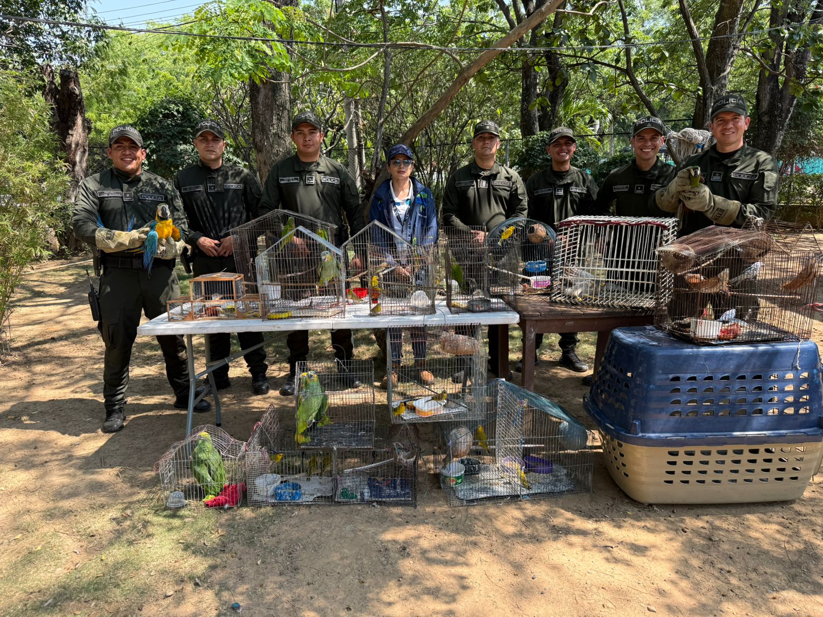 Varias de las aves restacatadas.