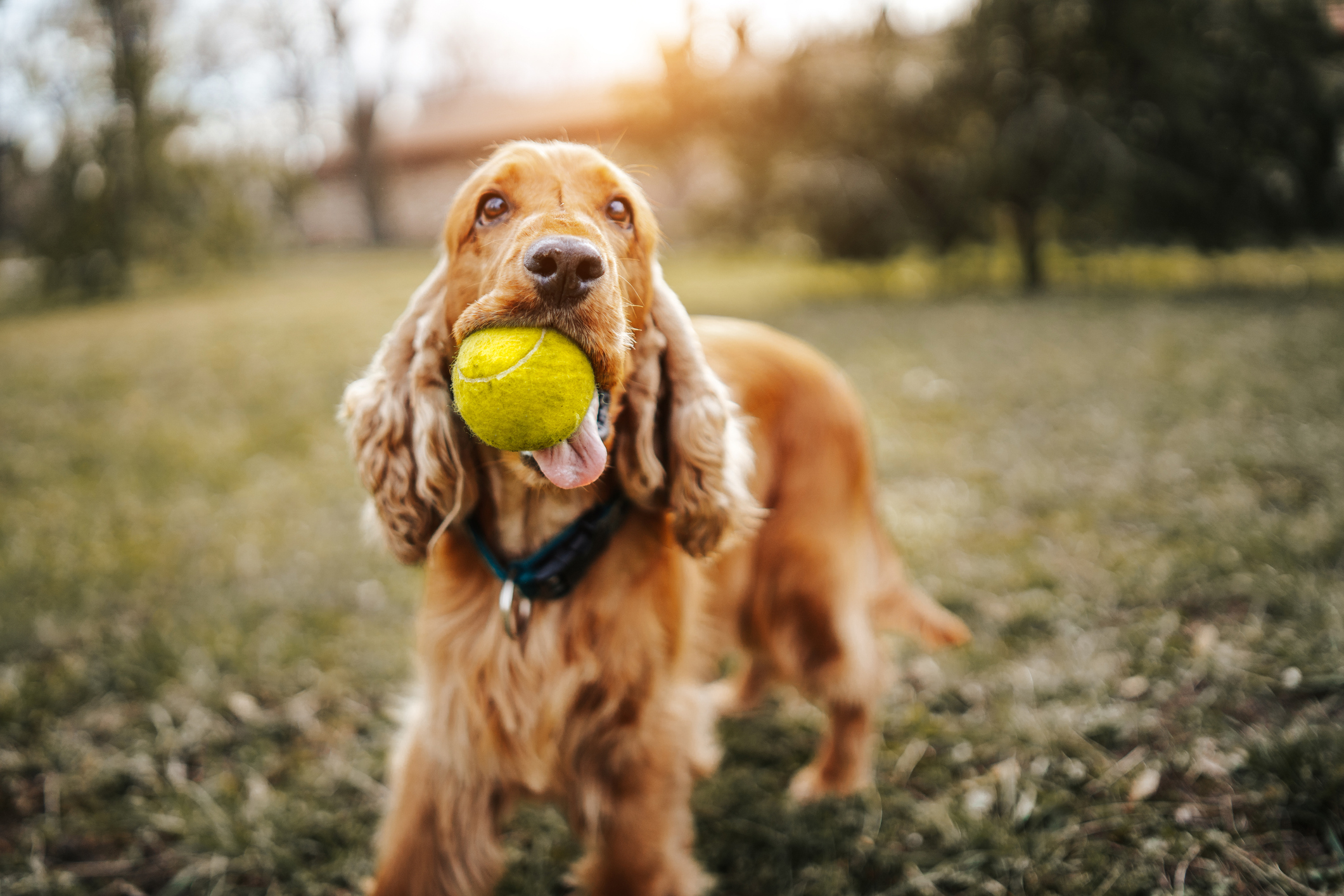 Los cocker spaniel son una raza ideal.