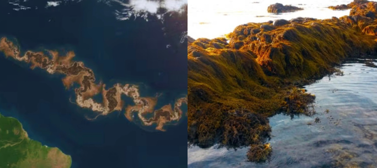 Los instrumentos de observación de la NASA registraron una presencia vegetal de dimensiones continentales