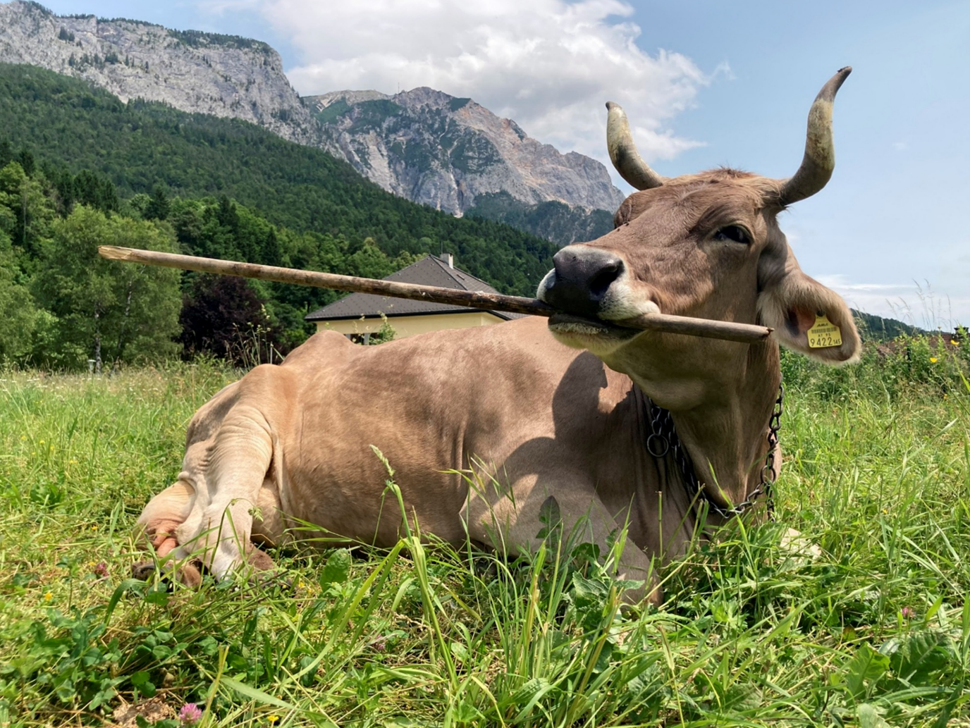 Vaca