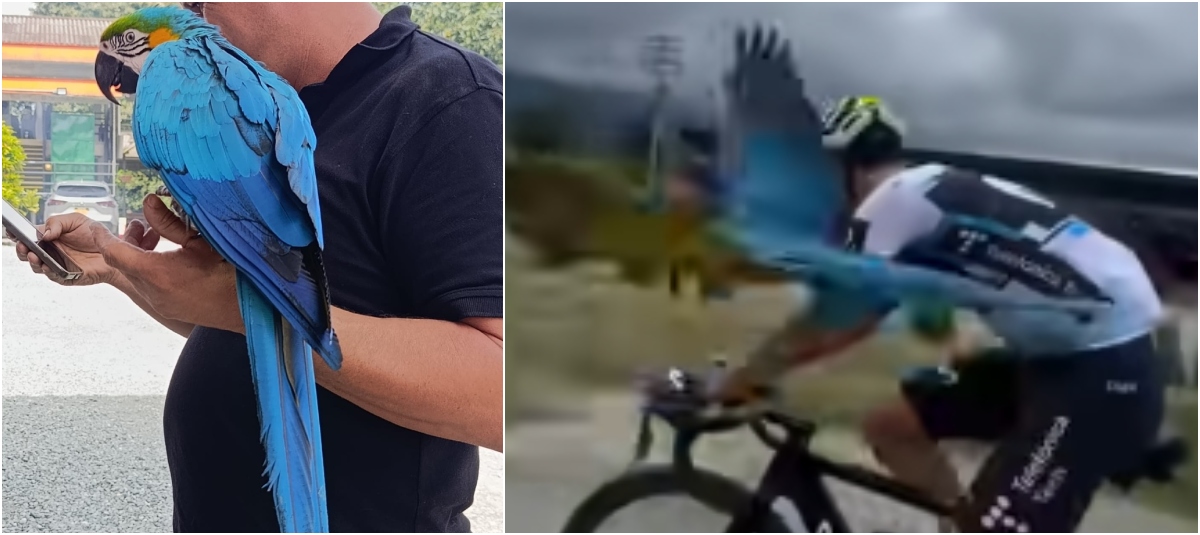 Lupita, la guacamaya que se hizo viral por volar con ciclistas.